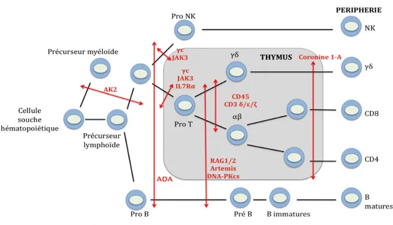 Figure 1 : Anomalies de la lymphopoïèse associées aux DICS.  