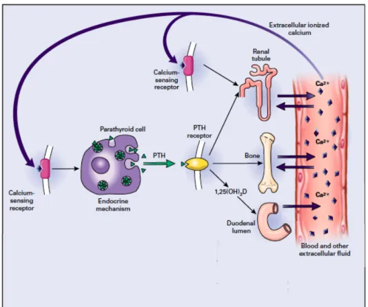 Figure 1 : Régulation de l'homéostasie calcique par la PTH. 