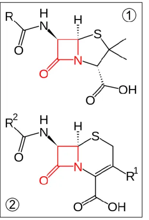 Figure 1. Structure générale des pénicillines①   et des céphalosporines②. 