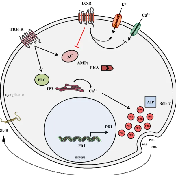 Figure 2: Voie de signalisation de l’AMPc dans la cellule lactotrope.