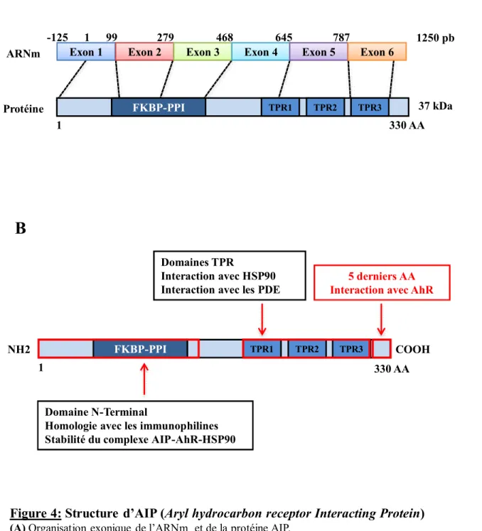 Figure 4: Structure d’AIP (Aryl hydrocarbon receptor Interacting Protein) (A) Organisation exonique de l’ARNm et de la protéine AIP.