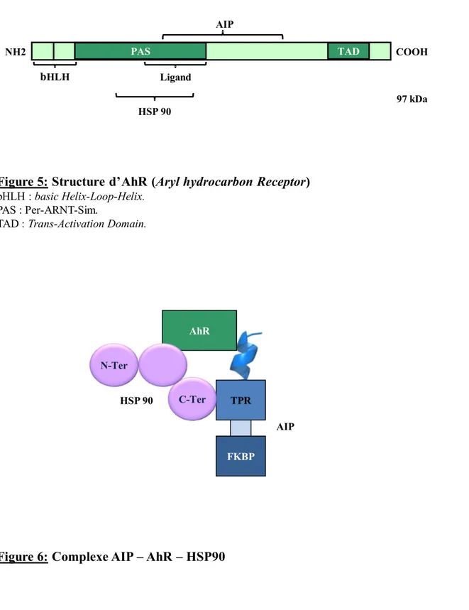 Figure 5: Structure d’AhR (Aryl hydrocarbon Receptor) bHLH : basic Helix-Loop-Helix.