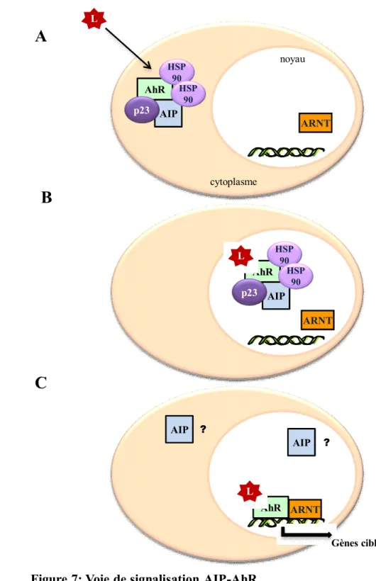 Figure 7: Voie de signalisation AIP-AhR