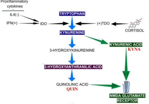 Figure II.3     :   Schéma représentant la voie tryptophane-kynurénine, activée par l’inflammation et impliquée dans la physiopathologie de l’épisode dépressif caractérisé (E