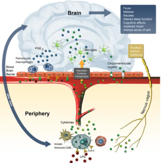Figure III.1     :   Les différentes voies de communication immunitaire entre le cerveau et la périphérie (M