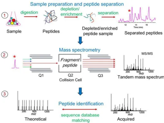 Figure 6 tirée de (117) : les différentes étapes de la préparation de la protéomique. Les échantillons sont digérés en  peptides, puis analysés en LC-MS (1), où chaque pic correspond à un peptide