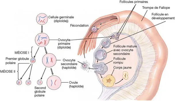 Figure 2 : Ovogénèse : méiose et différentiation des ovogonies en ovocytes (De Boeck  Université, 2007) 