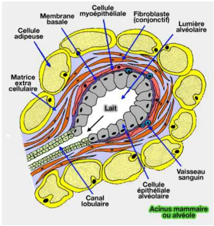 Figure 5 : Production de lait dans un acinus mammaire (14) 