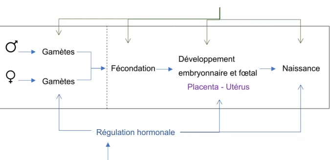 Figure 7 : Mécanismes d’action des facteurs de risque reprotoxiques r