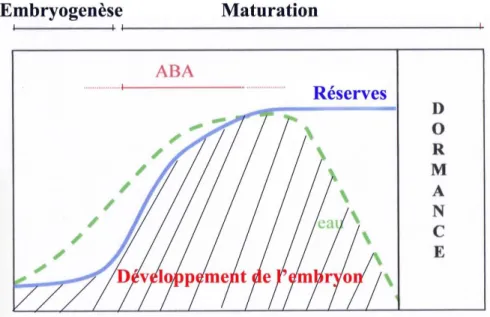 Figure 4. Représentation du niveau relatif des réserves nutritives et de l’eau  durant le développement de l’embryon