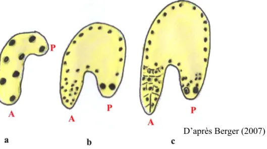 Figure  6.  Principales  étapes  du  développement  de  l’albumen  chez  Arabidopsis  thaliana L