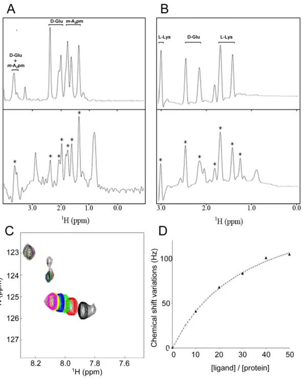 Figure 4. Characterization of the direct interaction between BlaI/MecI repressors and the dipeptide ligands using STD methods and chemical shift mapping by NMR