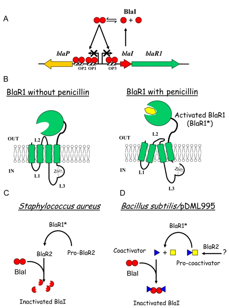 Figure 1. Beta-lactamase induction in B. licheniformis 749/I and S. aureus . (A) Organization of bla divergon: on the B