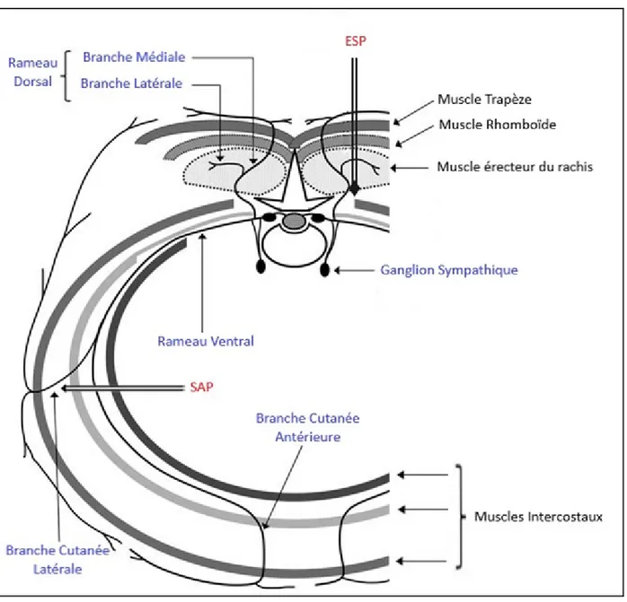Figure S1. Schéma simplifié représentant l’innervation de la paroi thoracique. 