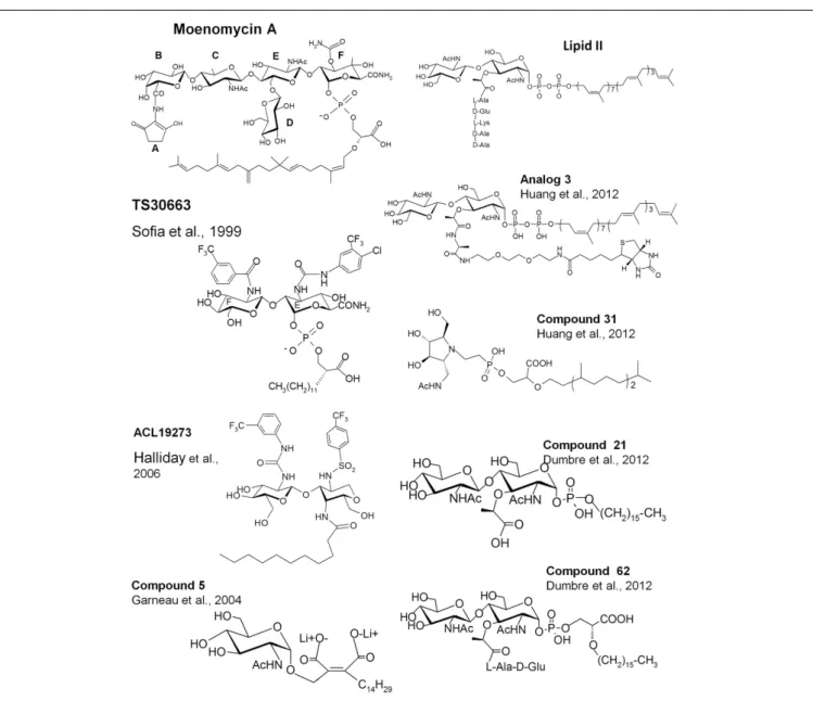 FIGURE 3 | Structures of lipid II, moenomycin, and their analogs. The names of the compounds are as in the original papers and are indicated with the references.