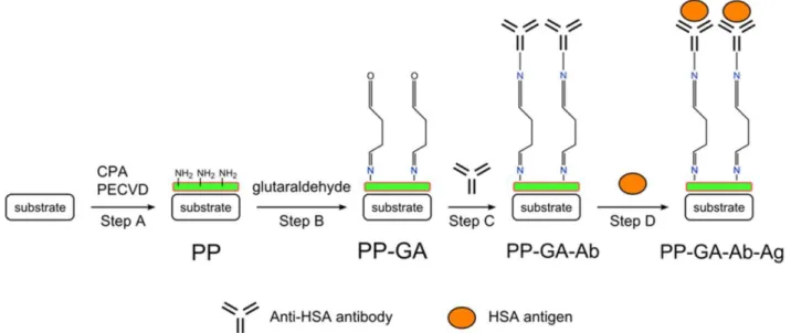 Figure  8:  Scheme  of  antibody  immobilization  on  amine  functionalized  surface  through  cyclopropylamine plasma polymerization using a glutaraldehyde linker