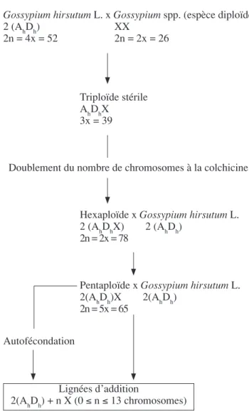 Figure 1.  Schéma  de  création  de  lignées  monosomiques  d’addition dans le genre Gossypium — Development scheme  of monosomic alien addition lines in the genus Gossypium.