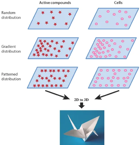 Figure 1: AC and cells deposition processes in 2D  627 