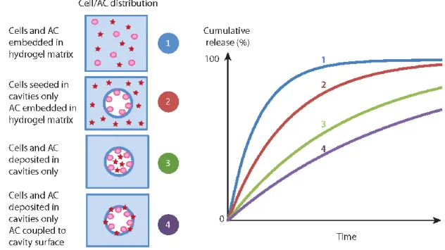 Figure 4: Expected cumulative release of different cells/ACs distributions in hydrogel scaffolds  636 