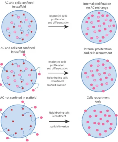 Figure 5: Strategies for tissue growth based on AC delivery  639 