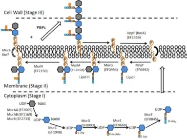 Figure 4. Les étapes majeures de la synthèse de la couche de peptidoglycane (25) 