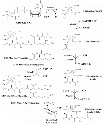 Figure 5. Etapes cytoplasmiques de la synthèse du peptidoglycane (26) 