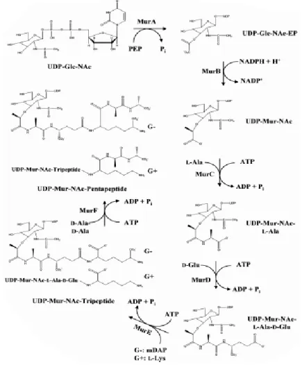 Figure 5. Etapes cytoplasmiques de la synthèse du peptidoglycane (26) 