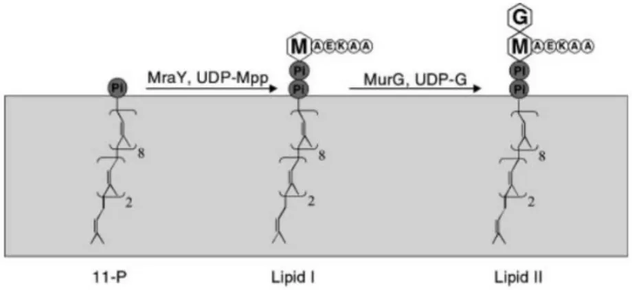 Figure 6. Etapes membranaires avec formation du lipide II 