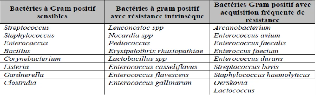 Tableau 1. Spectre d'activité des glycopeptides limités aux bactéries à Gram positif (12) 