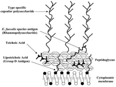 Figure 14. La paroi bacteriene du E. faecalis (65) 
