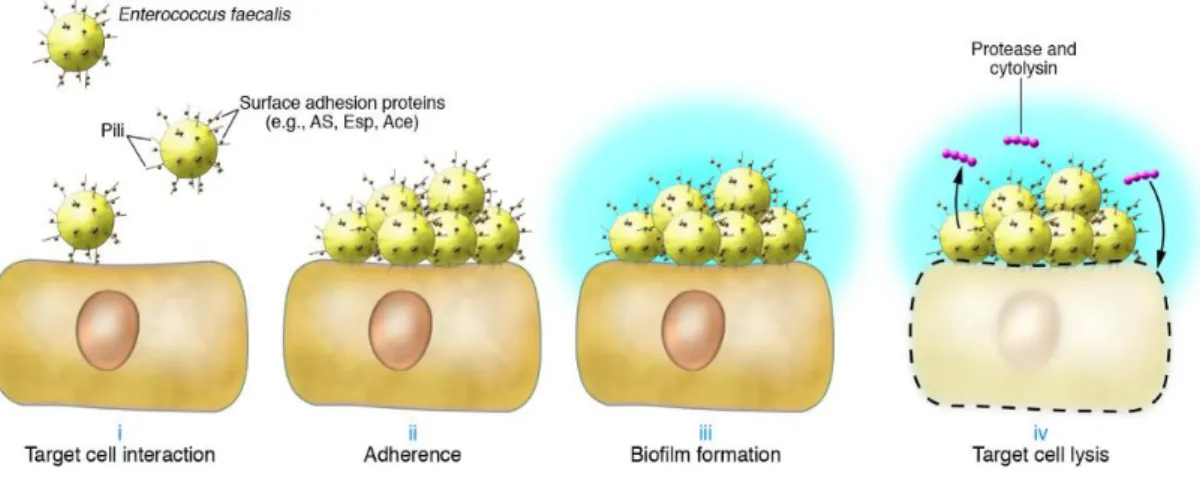Figure 18. Étapes de la formation et de la dispersion d’un biofilm bactérien (80) 