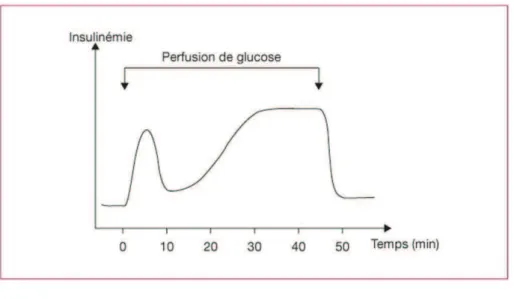 Figure 2. Cinétique de la sécrétion dinsuline.  