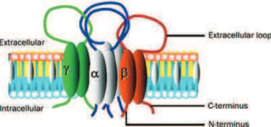 Figure 4 Epithelial sodium channels: function, structure, and regulation.  
