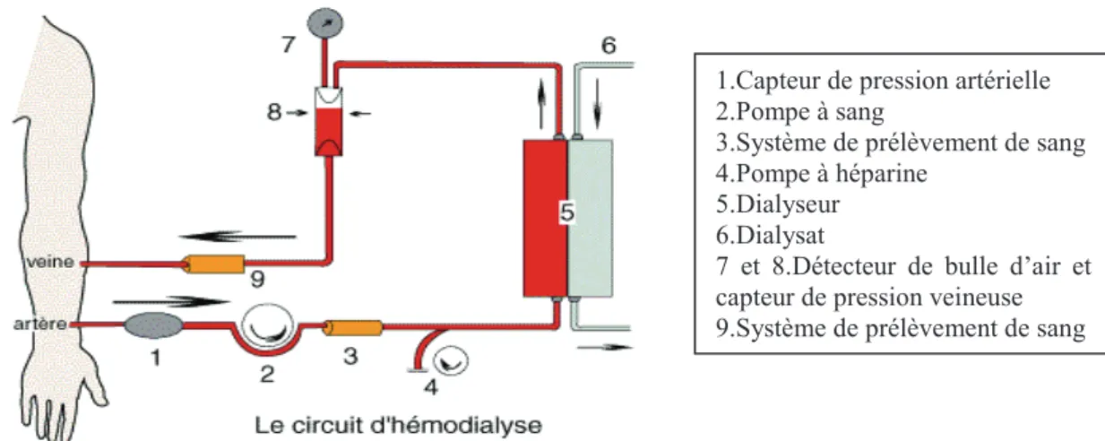 Figure 1 : Circulation extra-corporelle en hémodialyse [1] 