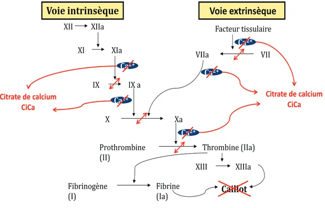 Figure 6 : Evolution de la coagulation sanguine en fonction de la calcémie ionisée (iCa) [5] 