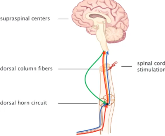 Fig. 1. Pain system builds on a tightly regulated dynamical crosstalk between the peripheral nervous system and the brain via the spinal cord.
