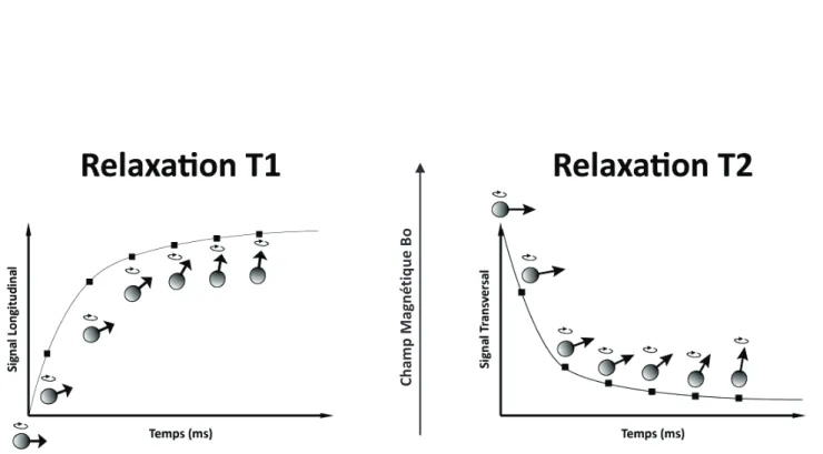 Figure 6: Schémas représentants la relaxation T1 longitudinale et la relaxation T2 transversale 