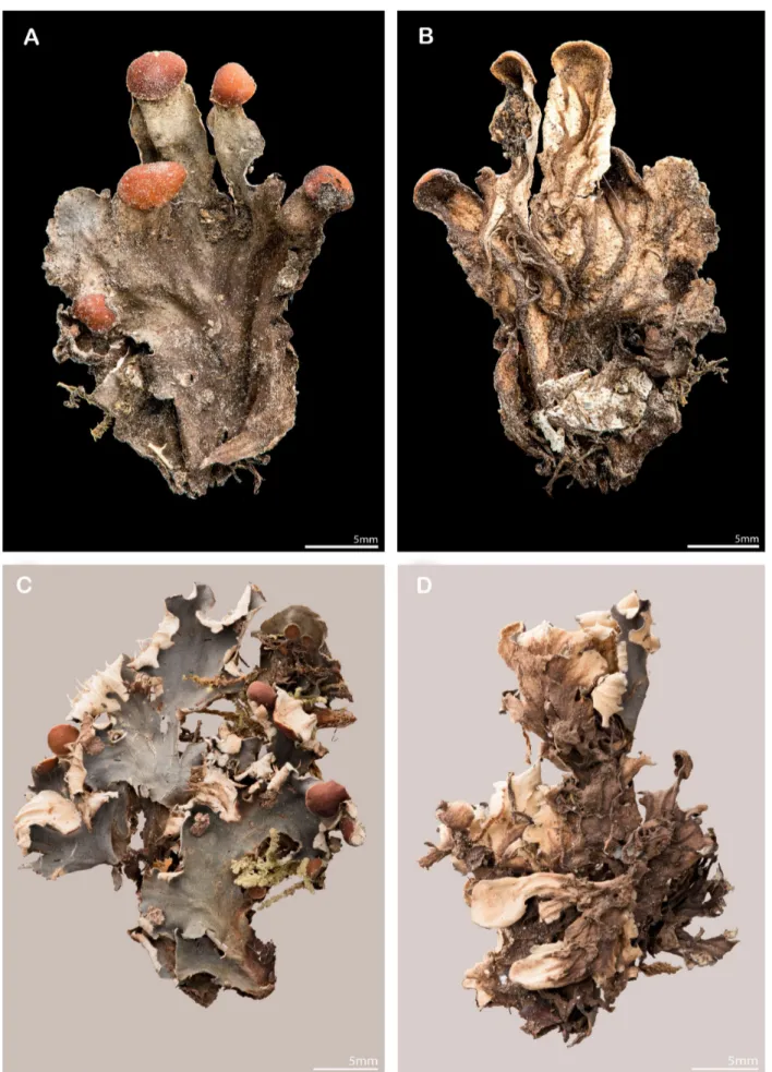 Figure 4. Peltigera hydrophila. A – fertile lobes (Reserva Nacional Mocho-Choshuenco, Chile, E