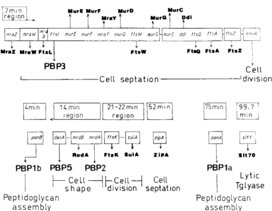 FIG. 10. Cellular localization of proteins of the &#34;cell septa- septa-tion&#34; morphogenetic network in E