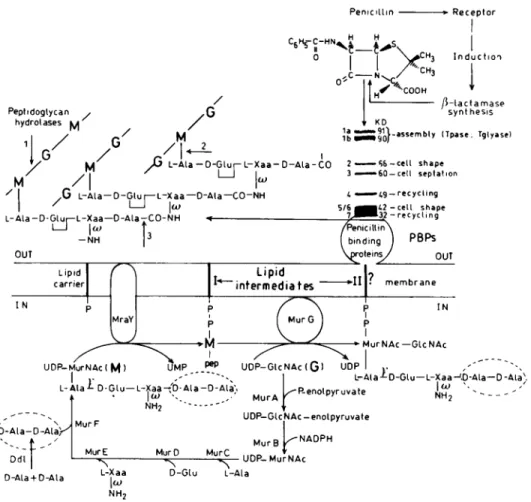 FIG. 1. Wall peptidoglycan synthesis pathway. The PBP pattern shown is that of E. coli in which case the diamino acid residue L-Xaa is meio-diaminopimelic acid