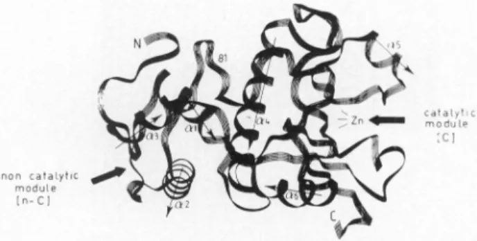 FIG. 6. Peptide fold of the bimodular Zn DD-carboxypepti- DD-carboxypepti-dase/endopeptidase of Streptomyces albus G