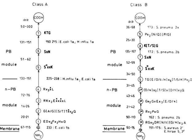 FIG. 8. Design and amino acid sequence signatures of the multimodular PBPs of classes A and B