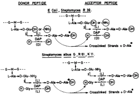 FIGURE  1.  Transpeptidation reaction  in  various bacteria,  G,  N-acetylglucosamine; 