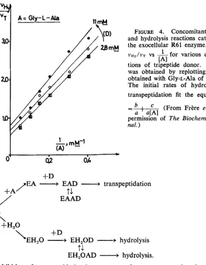 FIGURE  4.  Concomitant  transfer  and  hydrolysis reactions  catalyzed by  the  exocellular R61  enzyme