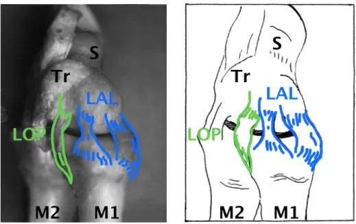 Figure 3a : Les deux faisceaux du ligament antérolatéral (LAL) d’après Kuhlmann [6]. Le LOP  (ligament oblique postérieur) appartient au complexe postéromédial