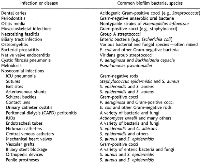 Tableau 2 : Liste non exhaustive des infections humaines impliquant le biofilm. D’après Costerton et al., 1999 29 