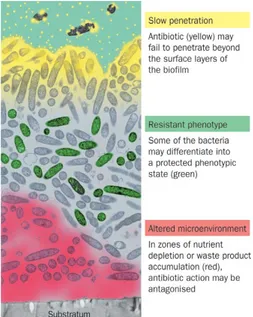 Figure 5 : 3 hypothèses concernant les  mécanismes de résistance aux antibiotiques  des biofilms