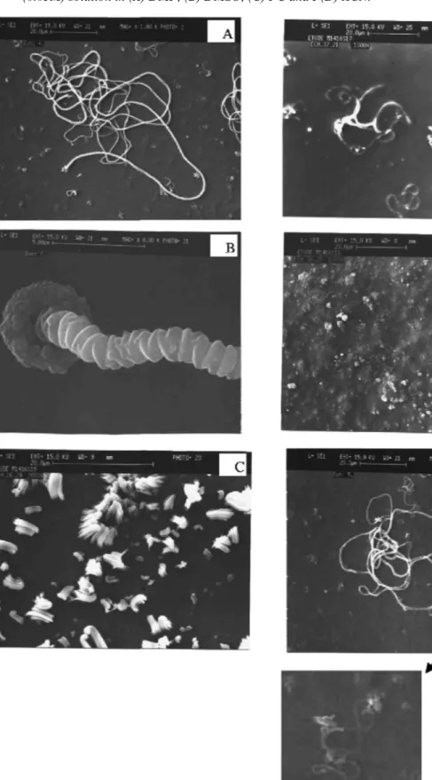 Fig. 2. SEM micrographs of wires prepared under standard conditions: full wires (A) and their  microstructure (B)
