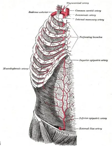 Figure 5  Origine de l’artère thoracique interne [30] 