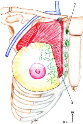 Figure 9  Voies de drainage lymphatique mammaire interne [7] 